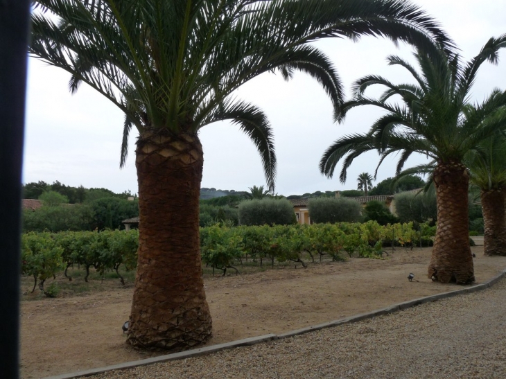 Sur la route des Salins - Saint-Tropez