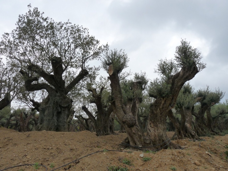 Sur la route des Salins - Saint-Tropez