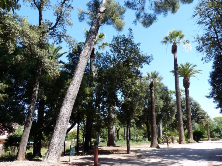 Dans le parc du chateau - Solliès-Pont