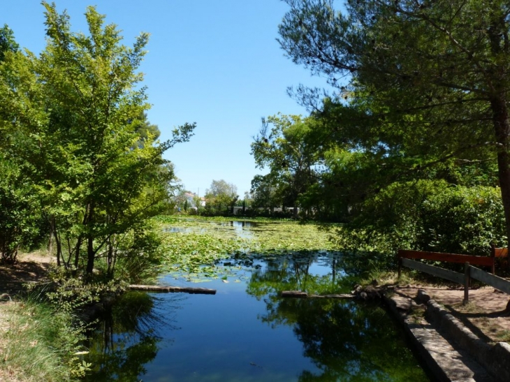 Dans le parc du chateau - Solliès-Pont