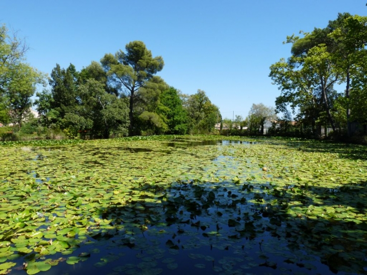 Dans le parc du chateau - Solliès-Pont