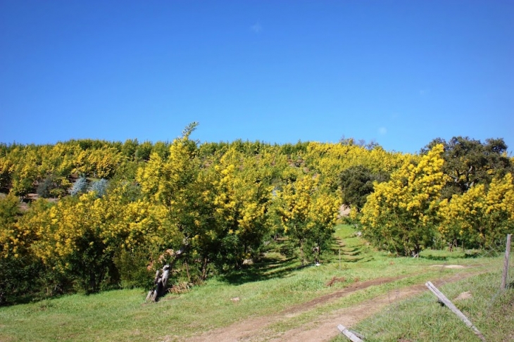 Culture de Mimosas à Tanneron