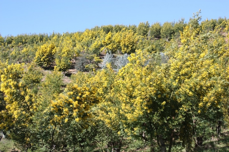 Culture de Mimosas à Tanneron