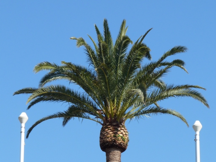 Le palmier du port - Toulon