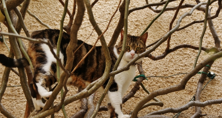 Chat perché - Tourrettes