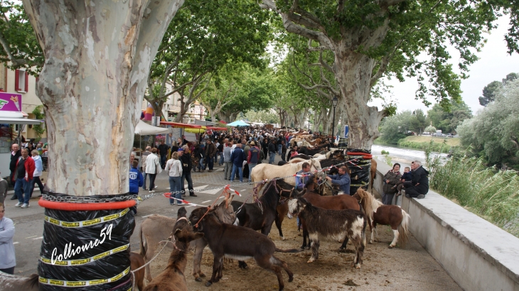 La féte du cheval a Bedarrides - Bédarrides