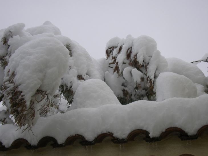 Mimosa sous la neige a buisson