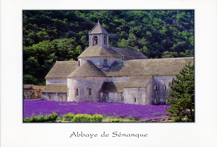 Abbaye de Sénanque édifiée en 1148 au fond d'une vallée voilée et solitaire. (carte postale) - Gordes