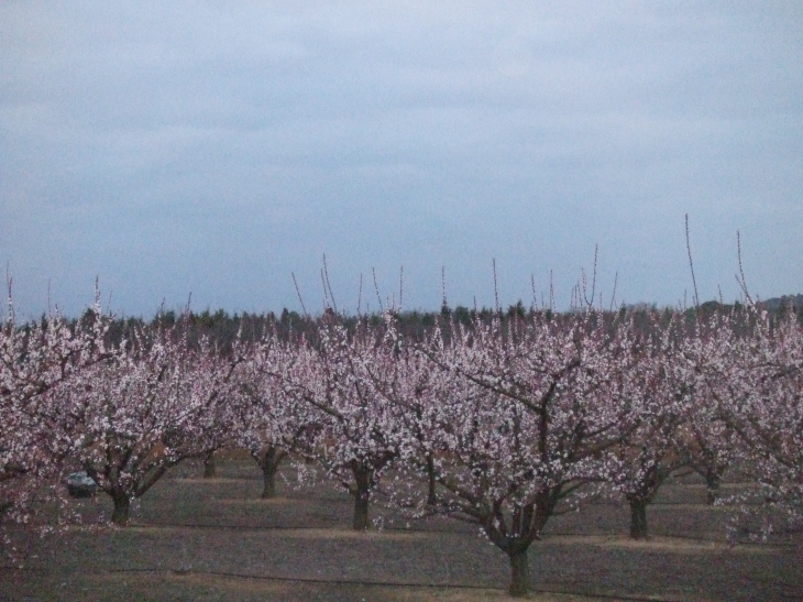 FLEUR - Lapalud