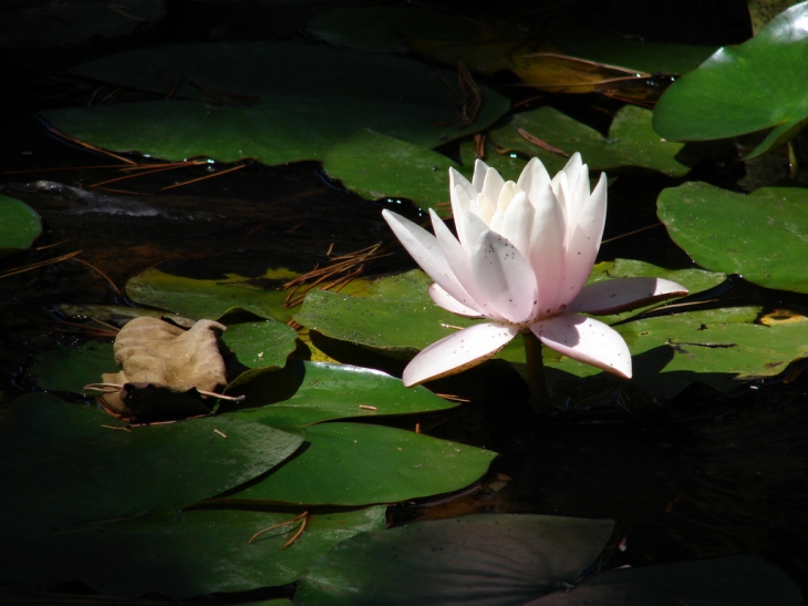 Nénuphar - Lourmarin