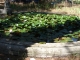 Photo suivante de Lourmarin Bassin et nénuphars à l'entrée du Château