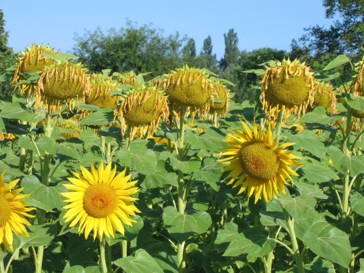 Mornas plaine, tounesols