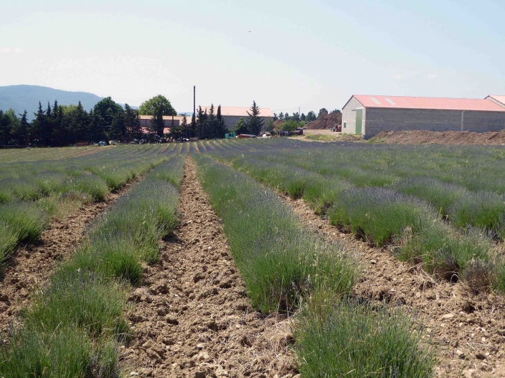 AROMA PLANTES : production et distillerie de lavande - Sault