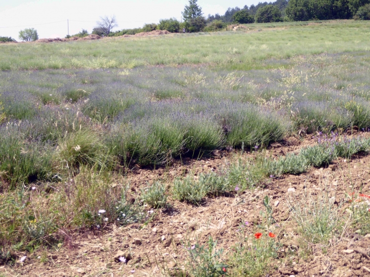 AROMA PLANTES : production et distillerie de lavande - Sault