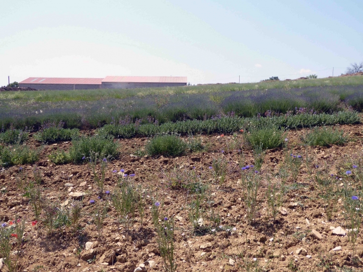 AROMA PLANTES : production et distillerie de lavande - Sault