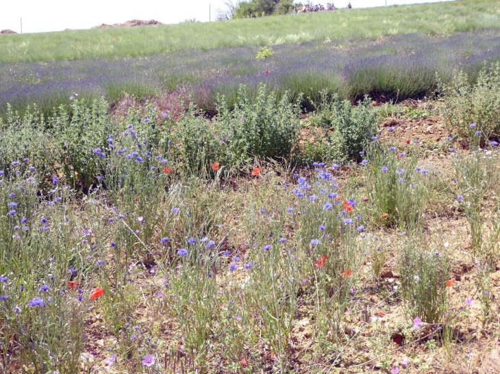 AROMA PLANTES : production et distillerie de lavande - Sault