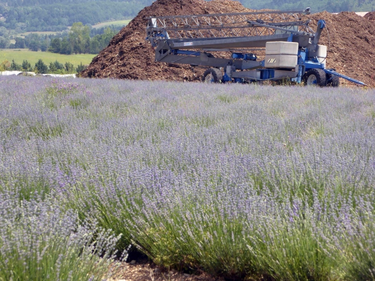 AROMA PLANTES : production et distillerie de lavande - Sault