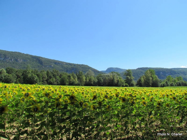 Tournesols vers la montagne d'Izieu - Brégnier-Cordon