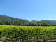 Tournesols vers la montagne d'Izieu