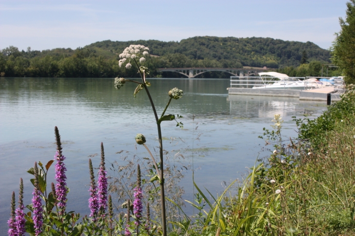 Le bord du Rhône - Briord