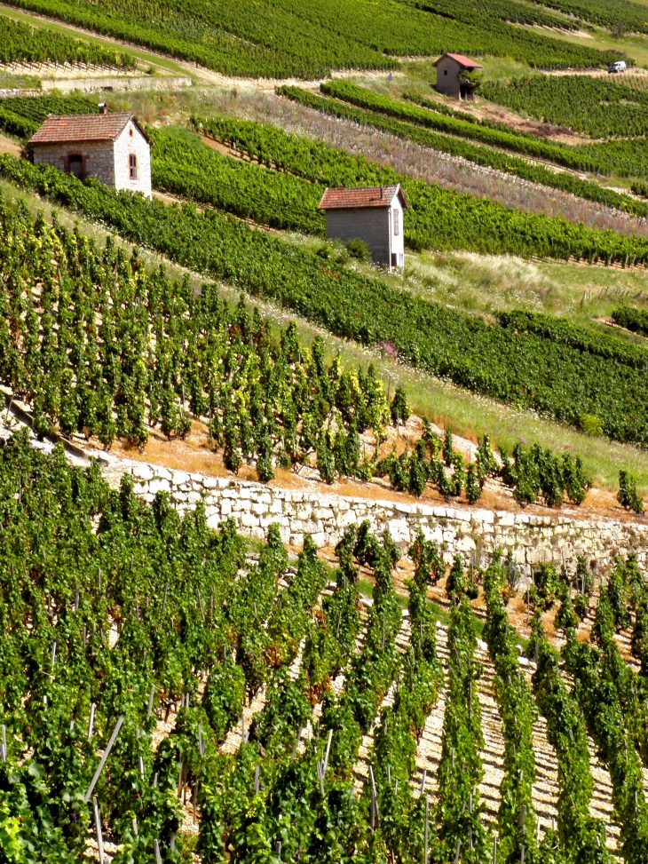 Vignes à Cerdon