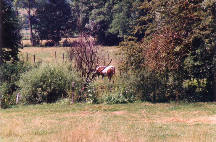 Calme et nature - Chavannes-sur-Suran