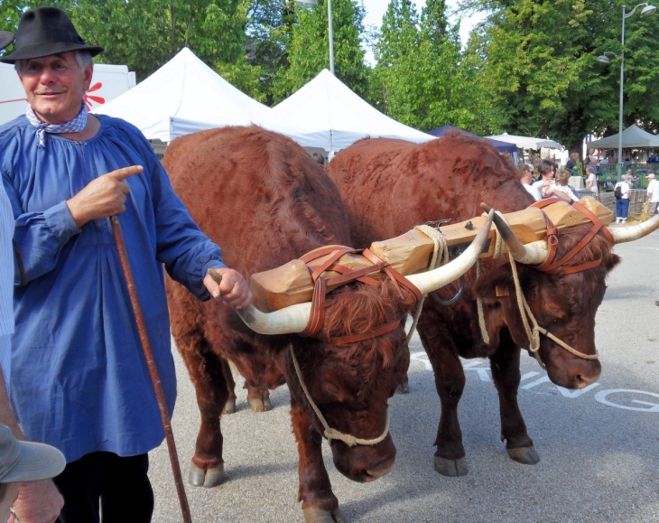 Coligny.01.Foire à L'ancienne.07 Août 2012.Deux grands boeufs...