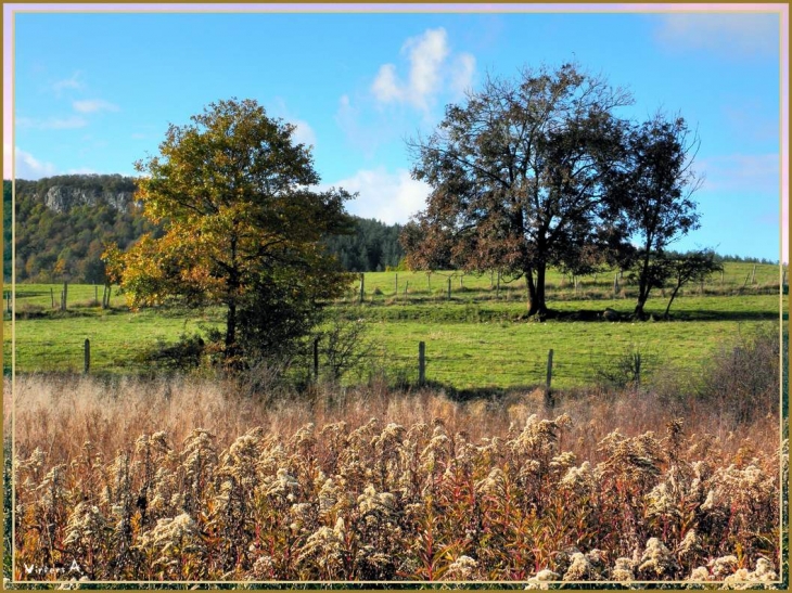 Duo d'arbres - Corlier