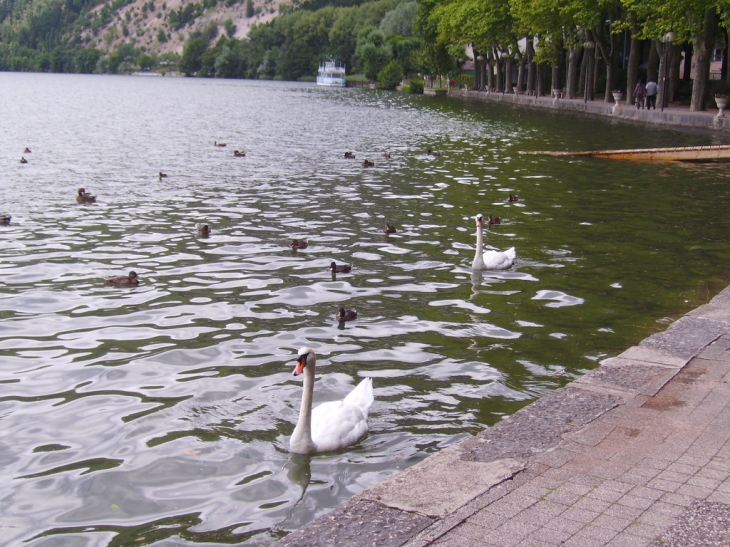 Les cygnes du lac de Nantua