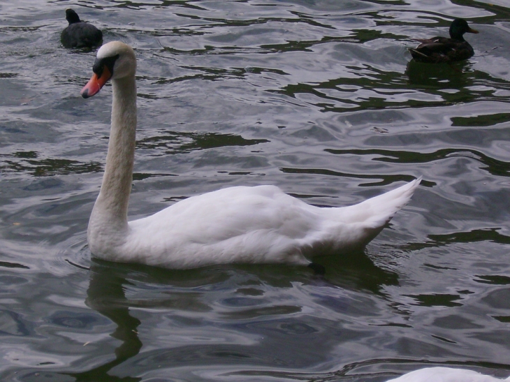 Les cygnes du lac de Nntua - Nantua