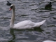 Photo suivante de Nantua Les cygnes du lac de Nntua