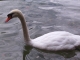 Photo suivante de Nantua Cygne du lac de Nantua