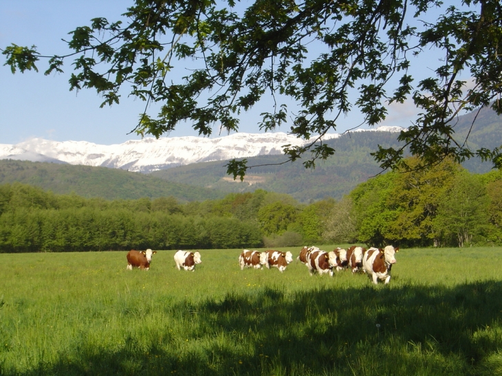 Paysage - Saint-Genis-Pouilly