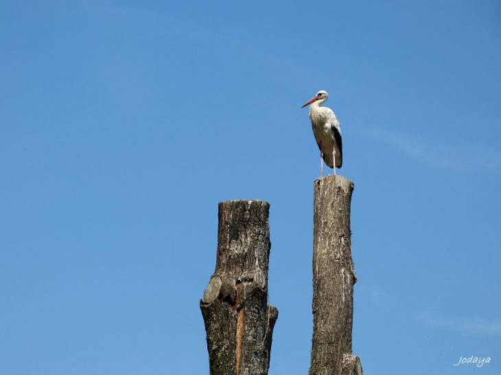 Villars Les Dombes. Parc des oiseaux. Cigogne.  - Villars-les-Dombes