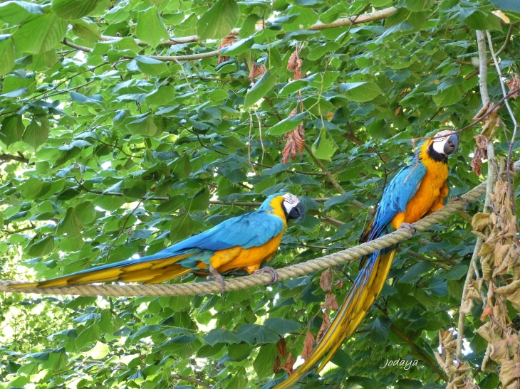 Villars Les Dombes. Parc ornithologique. Aras bleus.  - Villars-les-Dombes