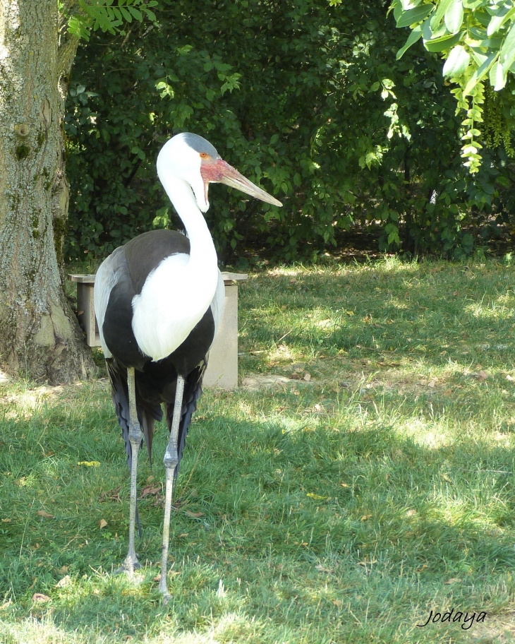 Villars Les Dombes. Parc des oiseaux. Grue Caronculée.  - Villars-les-Dombes