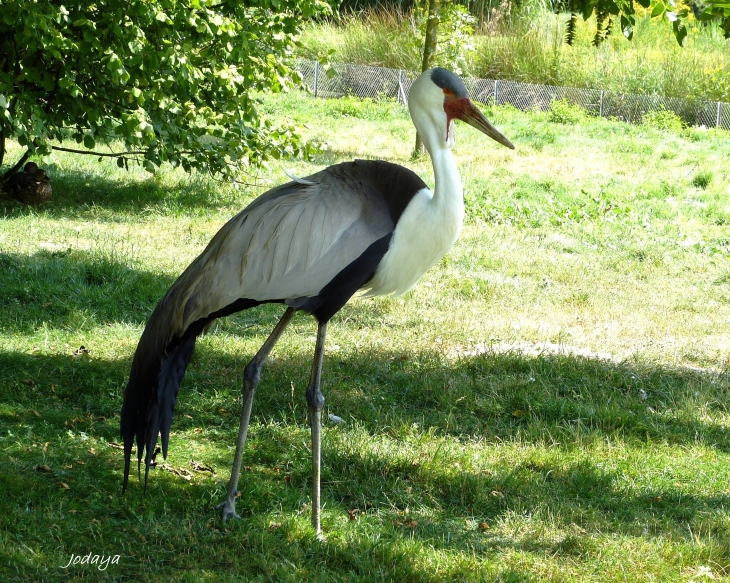 Villars Les Dombes. Parc des oiseaux. Grue Caronculée.  - Villars-les-Dombes