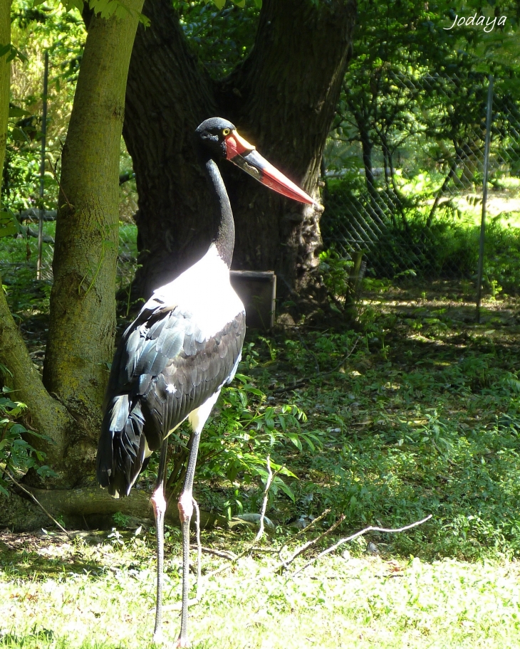 Villars Les Dombes. Parc des oiseaux. Jabirus du Sénégal.  - Villars-les-Dombes