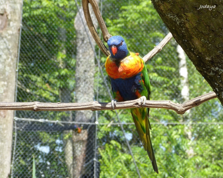 Villars Les Dombes. Parc des oiseaux. Loris Arc en ciel. - Villars-les-Dombes