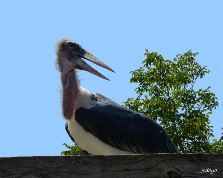 Villars Les Dombes. Parc des oiseaux. Marabout.  - Villars-les-Dombes