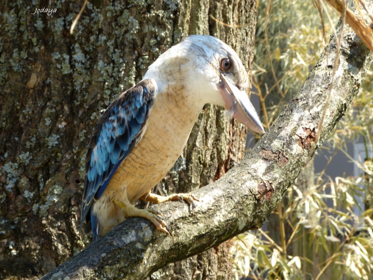 Villars Les Dombes. Parc des oiseaux. Martin-chasseur à ailes bleues.  - Villars-les-Dombes