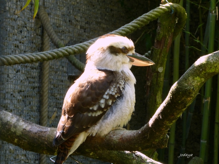 Villars Les Dombes. Parc des oiseaux. Martin-chasseur géant.  - Villars-les-Dombes