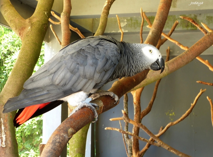 Villars Les Dombes. Parc des oiseaux. Perroquet gris du Gabon. - Villars-les-Dombes
