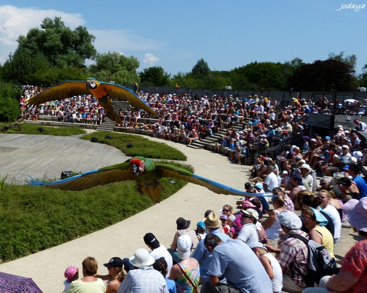 Villars Les Dombes. Parc des oiseaux. Spectacle des oiseaux en vol.  - Villars-les-Dombes