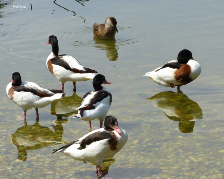 Villars Les Dombes. Parc des oiseaux.  - Villars-les-Dombes