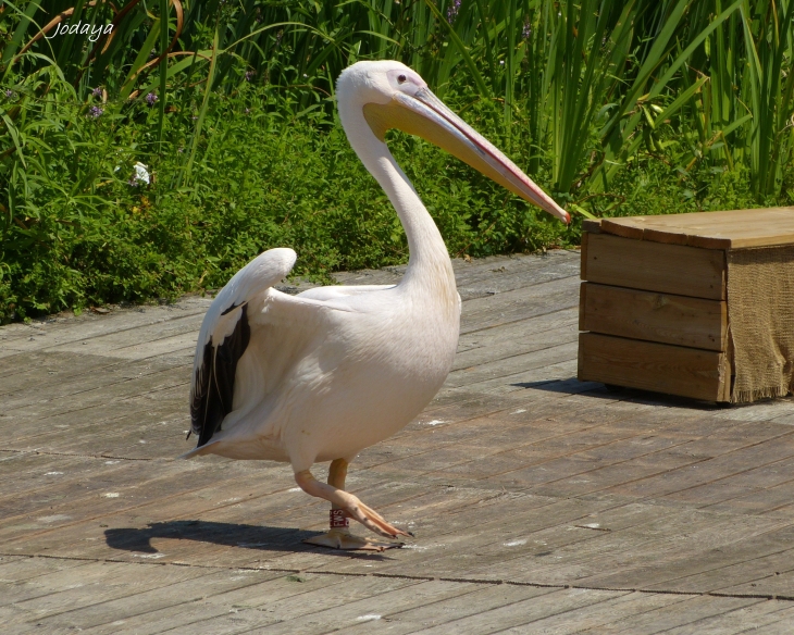 Villars Les Dombes. Parc des oiseaux. Pélican.  - Villars-les-Dombes