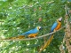 Photo précédente de Villars-les-Dombes Villars Les Dombes. Parc ornithologique. Aras bleus. 