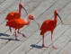 Photo suivante de Villars-les-Dombes Villars Les Dombes. Parc des oiseaux. Ibis Rouges. 