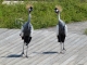 Villars Les Dombes. Parc des oiseaux. Grues Royales. 