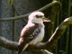 Photo suivante de Villars-les-Dombes Villars Les Dombes. Parc des oiseaux. Martin-chasseur géant. 